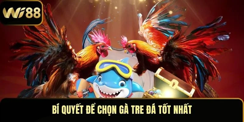 Đá Gà Tre – Đấu Trường Huyết Lửa Của Chiến Kê Bất Bại 5 Bí quyết để chọn gà tre đá tốt nhất