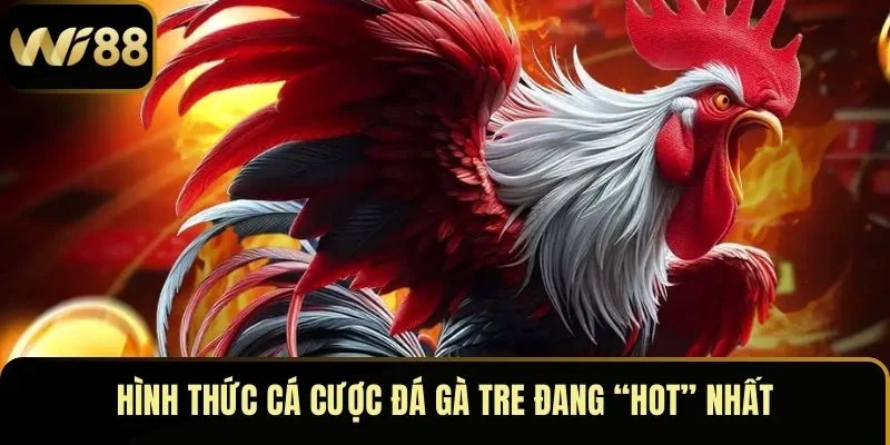 Đá Gà Tre – Đấu Trường Huyết Lửa Của Chiến Kê Bất Bại 4 Hình thức cá cược đá gà tre đang “hot” nhất