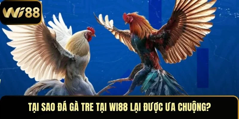 Đá Gà Tre – Đấu Trường Huyết Lửa Của Chiến Kê Bất Bại 3 Tại sao đá gà tre tại Wi88 lại được ưa chuộng?