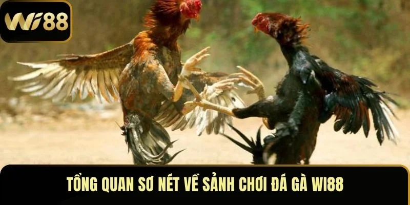 Tổng quan sơ nét về sảnh chơi đá gà Wi88