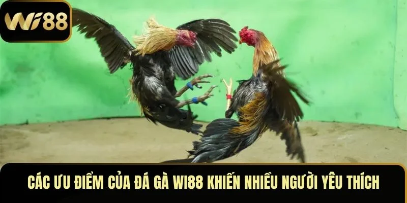 Các ưu điểm vượt trội của đá gà Wi88 khiến nhiều người yêu thích