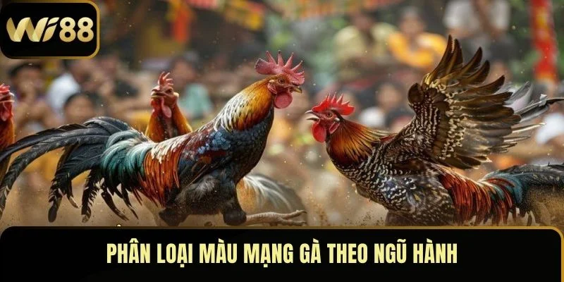 Màu Mạng Gà – Chìa Khóa Định Đoạt Thành Bại Khi Lâm Trận 4 Phân loại màu mạng gà theo ngũ hành