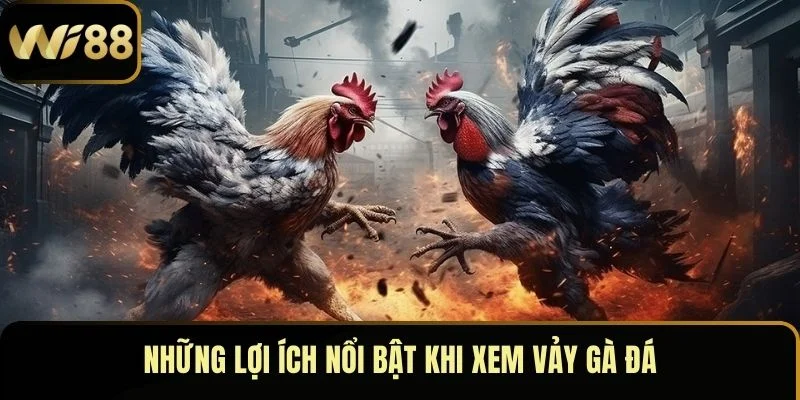 Xem Vảy Gà Đá – Bí Quyết Nhận Biết Chiến Kê Xuất Sắc 3 Những lợi ích nổi bật khi xem vảy gà đá