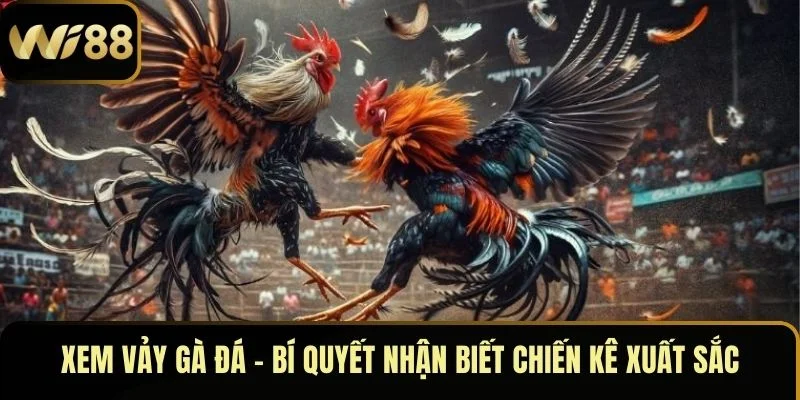 Xem Vảy Gà Đá